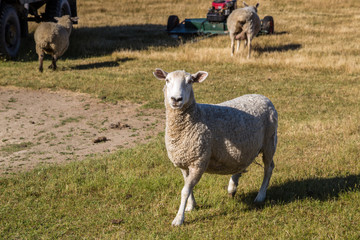 Fototapeta premium Sheep running on the field in New Zealand. Farm animals.