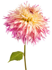 Dahlia flower isolated on a white background