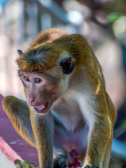 The Pink colored Toque Macaque  Monkey of Sri Lanka angrily staring at passers by
