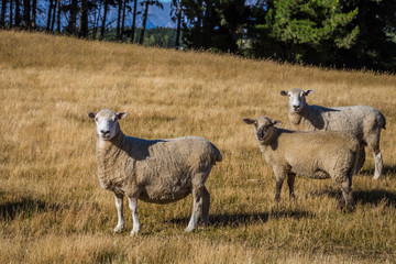 Three white sheep on the field in New Zealand. Farm animals.