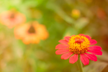 Beautiful flowers in the garden.