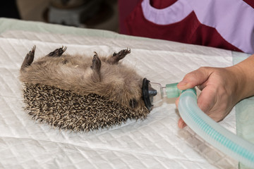 Le vétérinaire ausculte un hérisson, il est nécessaire de l'anesthésier pour vérifier sa santé et son obésité, avant l'hibernation