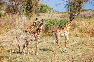 Naklejka na ściany i meble Group of Masai giraffe (Giraffa tippelskirchi) in savanna landscape at Serengeti National Park