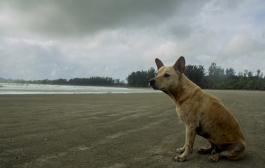 MY friend the dog at the beach