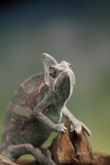 Chameleon, lizard sits at the root