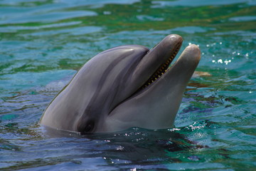 Dolphin swims in the sea, portrait, smiling dolphins.