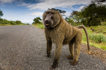 Baboon near lake chamo - Ethiopia