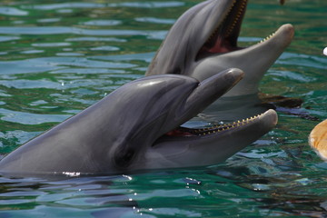 Dolphin swims in the sea, portrait, smiling dolphins.
