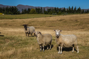 Three sheep on the farm field in New Zealand enjoying bright summer day, one of them with black and white fur.