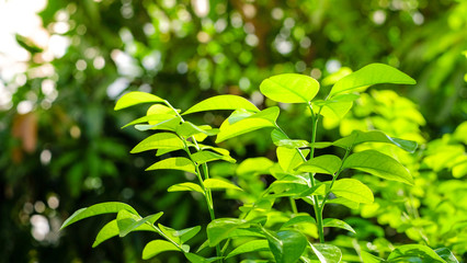 Fresh green leaves in house garden background with morning sunlight and selective focus (closed-up)