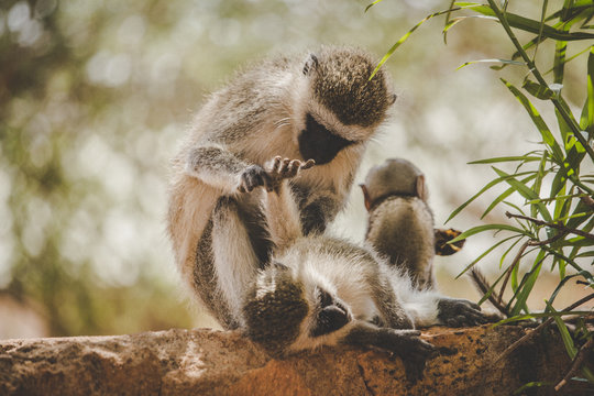 Monkey mother with her cub