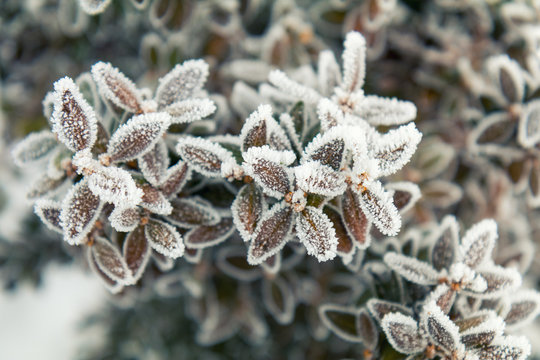 Winter holiday background. Branch boxwood in snow. Boxwood branches covered with hoarfrost. Coloring and processing photo with soft focus in instagram style.