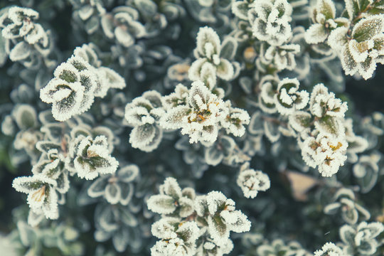 Winter holiday background. Branch boxwood in snow. Boxwood branches covered with hoarfrost. Coloring and processing photo with soft focus in instagram style.