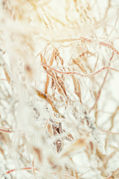 Winter holiday background. Branch willow tree in snow. Willow branches covered with hoarfrost. Coloring and processing photo with soft focus in instagram style.