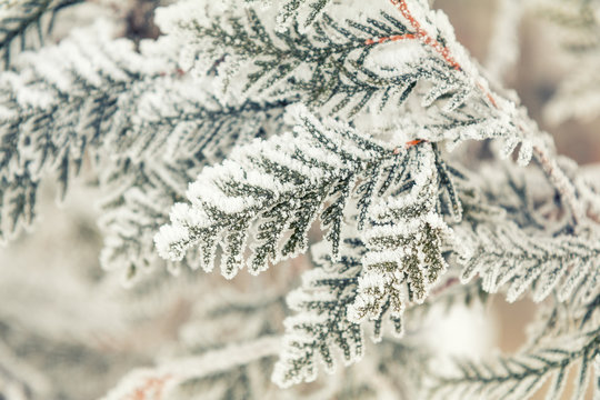 Winter holiday background. Branch thuja cypress tree in snow. Thuja cypress tree branches covered with hoarfrost. Coloring and processing photo with soft focus in instagram style.
