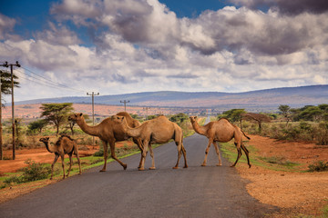 Ethiopia around Yabela