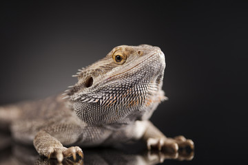 Dragon, Agama Lizard on black mirror background