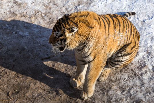 Siberian Tiger (Panthera tigris altaica)