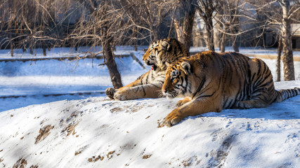 Siberian Tiger (Panthera tigris altaica)