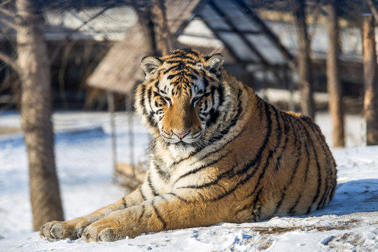 Siberian Tiger (Panthera tigris altaica)