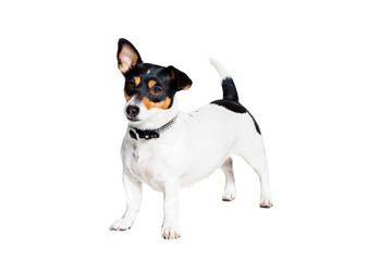 Jack Russell Terrier, isolated on white