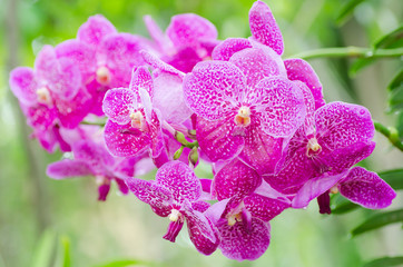Naklejka na ściany i meble Pink orchid flower blossom in a garden