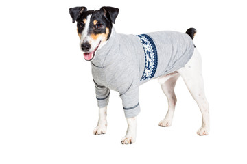 Portrait of a purebred smooth fox terrier  white background