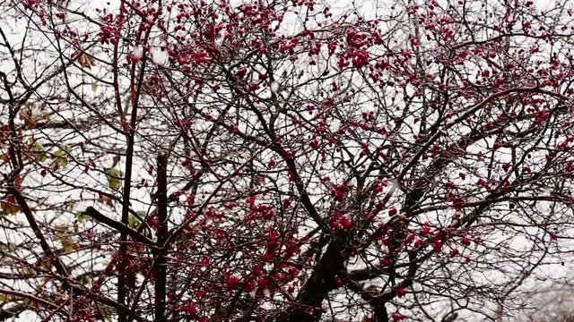 Malus Prunifolia in winter