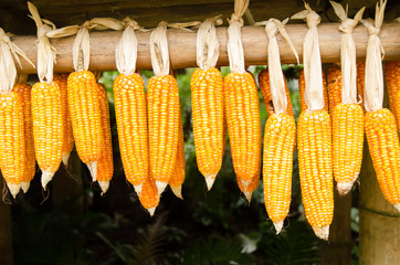 Dried corn cob hanging on bamboo