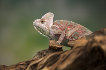 Chameleon, lizard sits at the root