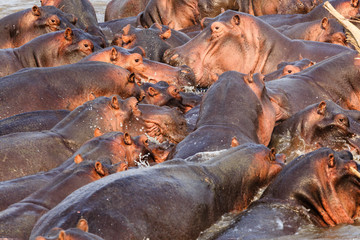 Hippos in the South Luangwa National Park - Zambia