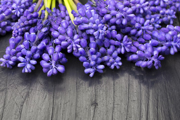 Muscari bouquet on a dark wooden table