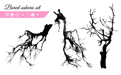 Bared sakura and japanese cherry tree flower set for your asian design. Vector illustration