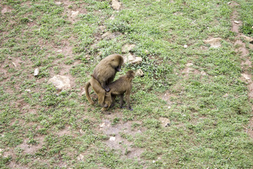 Monkeys copulating zoo