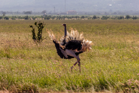 Male ostrich dance to woo a female