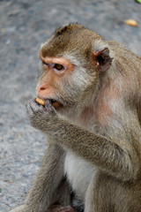 Obraz premium Cute monkey lives in a natural forest of Thailand,Baby monkey eating fruit.soft focus of animal wildlife.