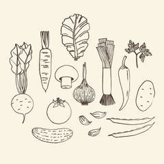 Set of hand drawn vegetables on white background