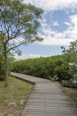 Fototapeta na wymiar Wooden pathway beside Mangrove(Kandelia) field