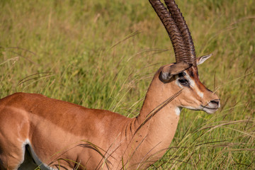 Portrait of an african antelope