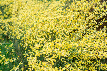 Yellow bush Spartium junceum