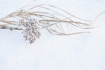 Winter. Macro. Frozen herb on snow background. Plants in frost. Common yarrow.