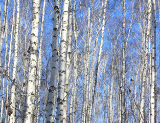 Birch trees in bright sunshine / trunks of birch trees in birchwood 