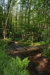 Alte morsche Brücke aus Holz am Bach im Wald