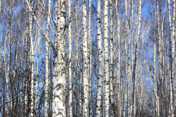 Obraz premium Birch trees in bright sunshine / trunks of birch trees in birchwood 
