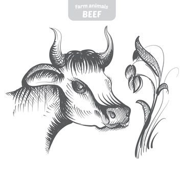 Head pattern cow in a graphic style, hand-drawn vector illustration.