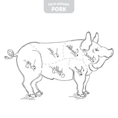 Fototapeta premium Pig side carcass cuts hand-drawn vector illustration.