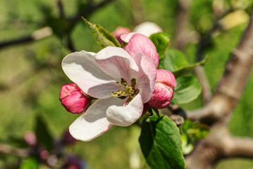 Fototapeta na wymiar apple tree closeup