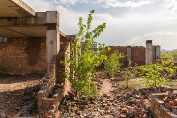 trees on the roof