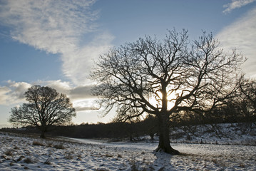 Trees in field in winter.  North of Glasgow Scotland. 