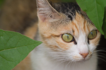 Calico cat in the grass
